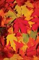  Fall Leaves Bulletin 